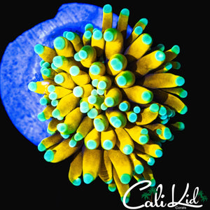 TEAL TIP BANANA TYPE TORCH
