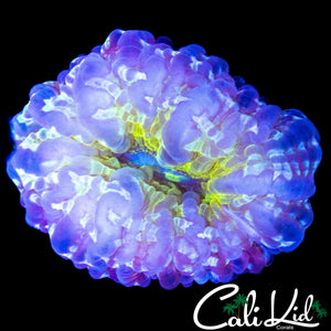 ULTRA RAINBOW TRANSLUCENT CYNARINA