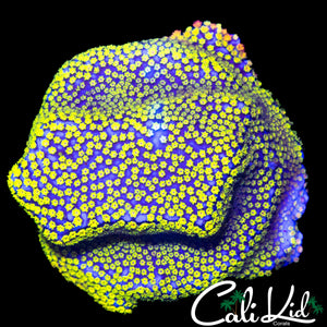 RR RAINBOW MONTI CHUNK
