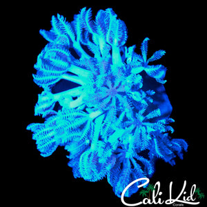 PULSATING XENIA CHUNK