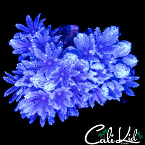 PULSATING XENIA