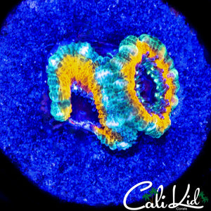 CK YELLOW ABYSS ACAN DOUBLE