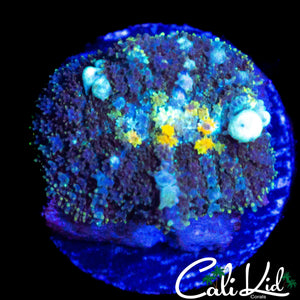 POWERBALL TYPE BOUNCE MUSHROOM