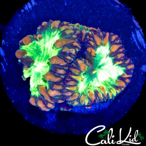 ULTRA BUBBLE BLASTO DOUBLE