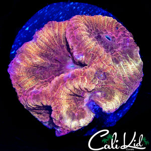 RARE SPECKLED FAVIA