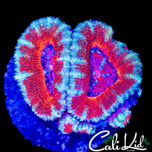 ULTRA ACAN DOUBLE W/ BABIES