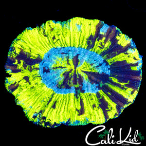 SUPER BRIGHT TRI COLOR TRACHY