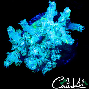 CK BRANCHING CYPHASTREA CHUNK