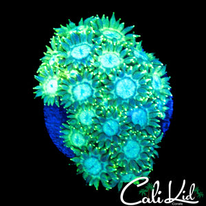 CK UNRELEASED (NEW) GLITTER GONI