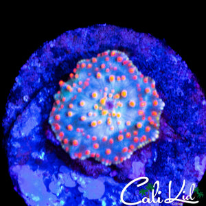 SPOTTED RAINBOW DISCO SHROOM