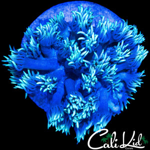 AQUACULTURED GHOST GONI CHUNK