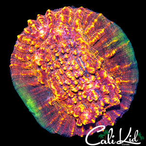CK UNRLEASED CHALICE MINI COLONY