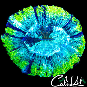 BEAUTIFUL RIM ACANTHO