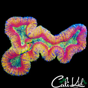 INSANE RAINBOW SYMPHYLLIA