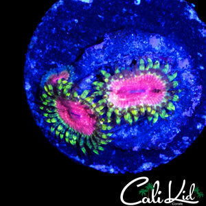 STRAWBERRY WINE ZOA TRIPLE