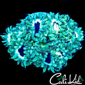 ELECTRIC BLUE TIP ELEGANCE