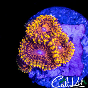 BEAUTIFUL FLAMIN MOHICAN QUAD