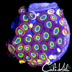 FRUIT LOOPS ZOA MINI COLONY