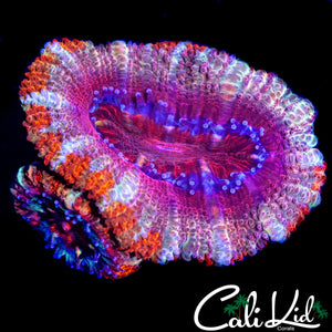 ULTRA RAINBOW ACAN DOUBLE