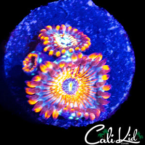 CB WHITE ZOMBIE TRIPLE