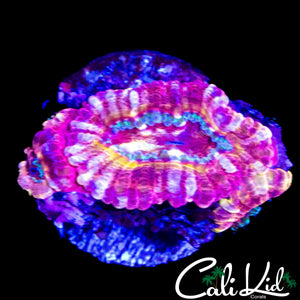 MYSTERY ACAN TRIPLE