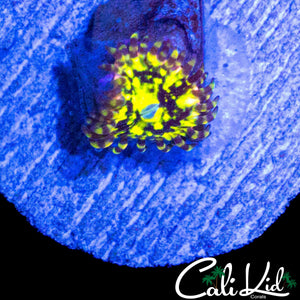 CK PINEAPPLE XPRESS ZOA