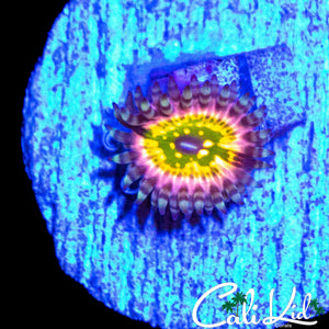 CK MONSTER INC ZOA