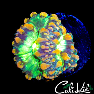 CHUNKY BUBBLE BLASTO DOUBLE