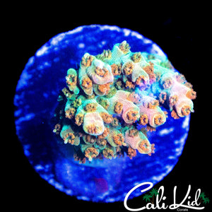 BANGIN MYSTERY RAINBOW ACRO