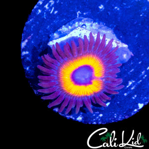 MYSTERY ZOA DOUBLE