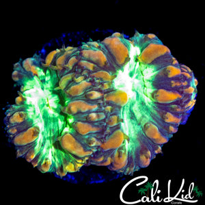 BUBBLE BLASTO TRIPLE