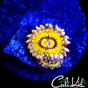 STRATOCASTER MORPH ZOA DOUBLE