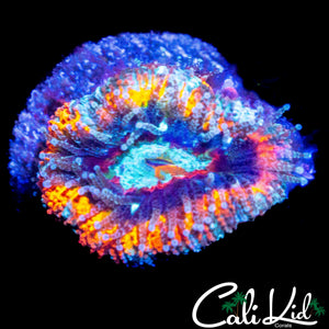 ULTIMATE RAINBOW ACAN LORD