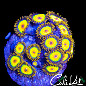 RASTA ZOA MINI COLONY