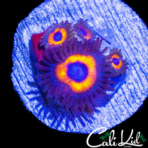MYSTERY ZOA QUAD