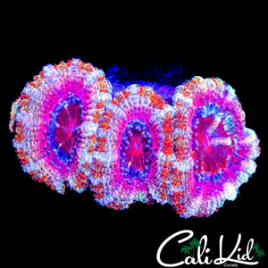 ULTRA CANDY CANE TRIPLE