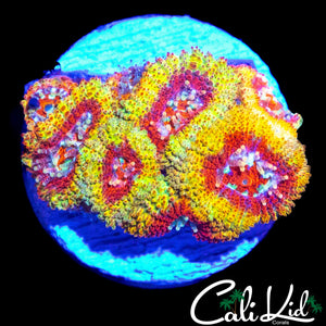 CK FIREWATER MICROMUSSA