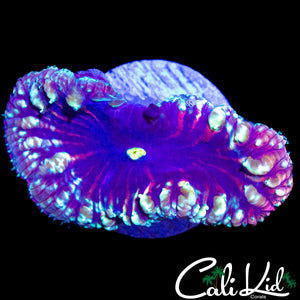 XL BUBBLE BLASTO