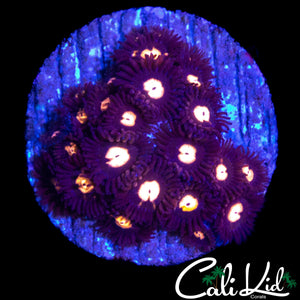 ASSORTED ZOA MINI COLONY