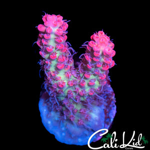 CK SHORTCAKE ACRO