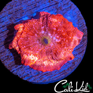 RARE DUSTED PINK DISCO SHROOM