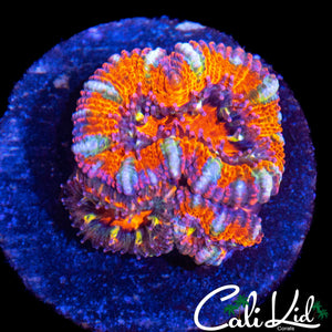 ULTIAMTE RAINBOW ACAN TRIPLE