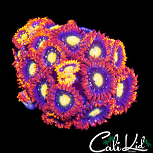 ASSORTED ZOA MINI COLONY