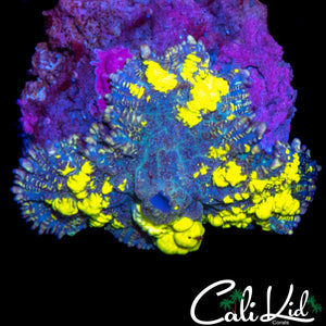 CK XL BLUE THUNDER BOUNCE SHROOM