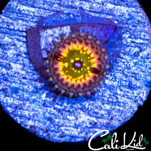 CK MONSTERS INC ZOA