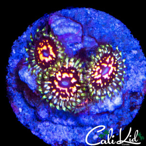 CK ULTIMATE SPACE MONSTER ZOA TRIPLE