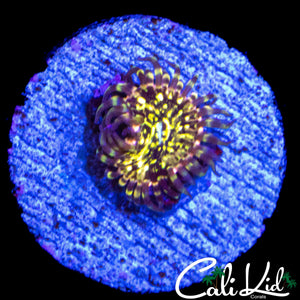 CK PINEAPPLE EXPRESS ZOA