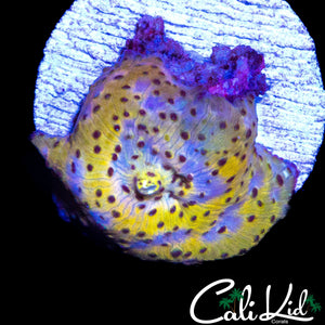 LEOPARD DISCO SHROOM