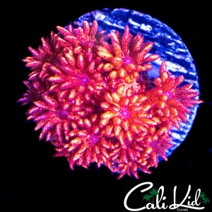 AQUACULTURED OG RED GLITTER GONI