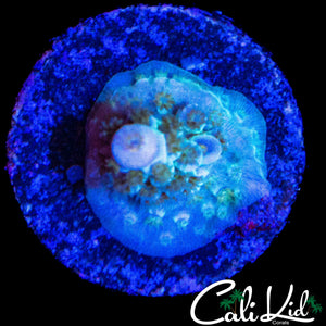 AQUACULTURED MYSTERY TENIUS